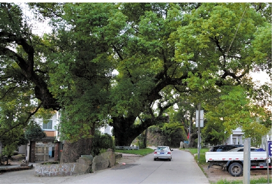 村里多是這樣的古樹,需要七八個人才能環抱。